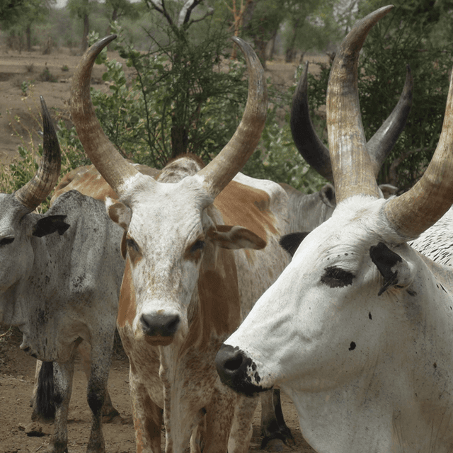 White cattle