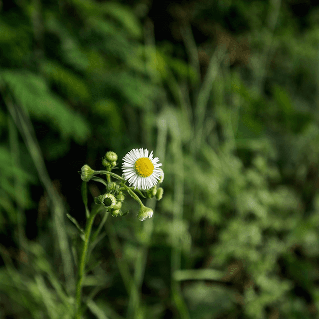 Field with flowers
