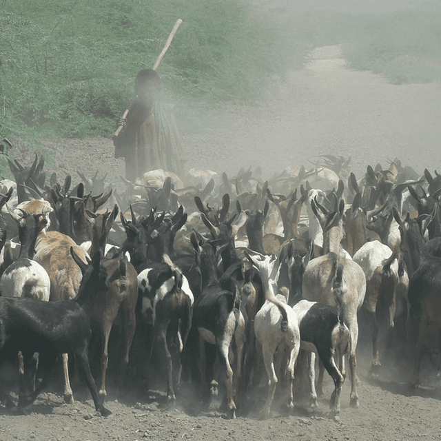 Goats in field