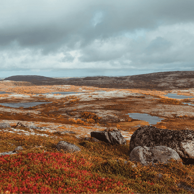 Tundra landscape